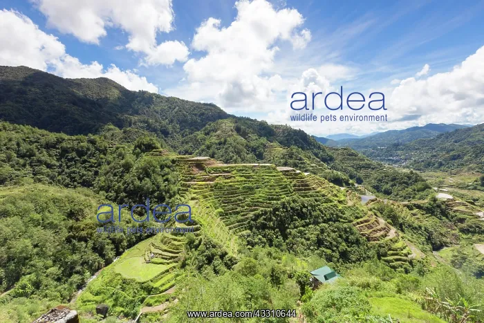 : View of the rice terraces as seen from the Banaue : View of the rice terraces as seen from the Banaue
