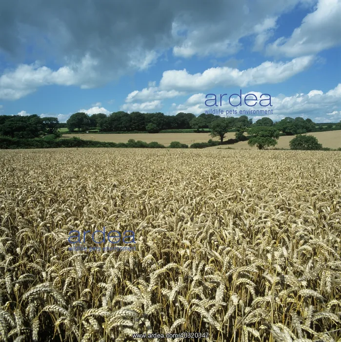 : Wheat. View over ripe wheat crop on fine summer day in Devon : Wheat. View over ripe wheat crop on fine summer day in Devon