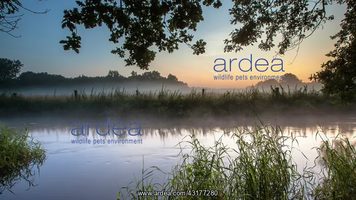 : View of River Dinkel in Twente on an early summer morning with haze over the water surface : View of River Dinkel in Twente on an early summer morning with haze over the water surface