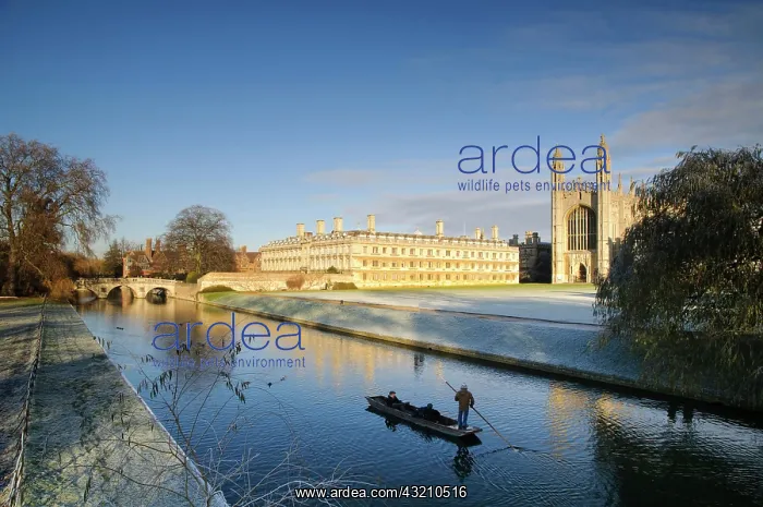 : View of river with punt approaching bridge and college : View of river with punt approaching bridge and college
