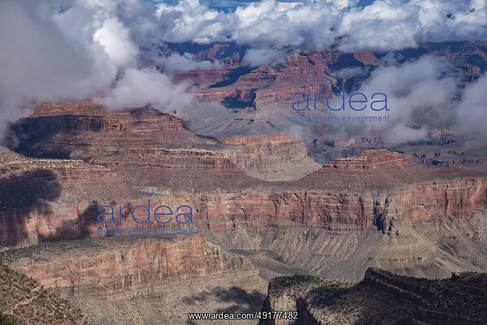 : View of rock formations and forests in the Grand Canyon : View of rock formations and forests in the Grand Canyon
