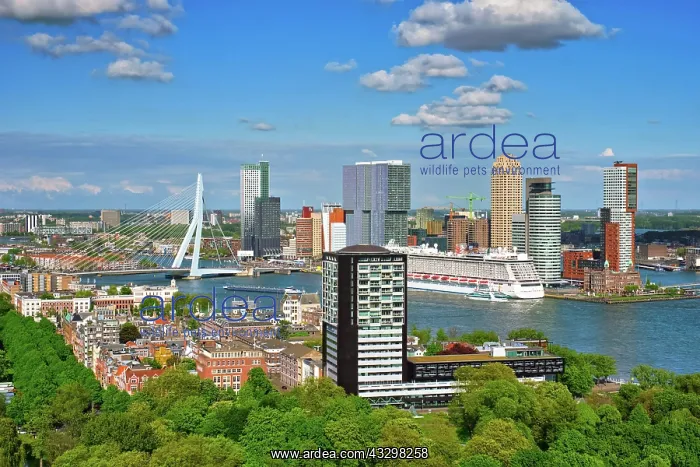 : View of Rotterdam city and the Erasmus bridge Erasmusbrug : View of Rotterdam city and the Erasmus bridge Erasmusbrug