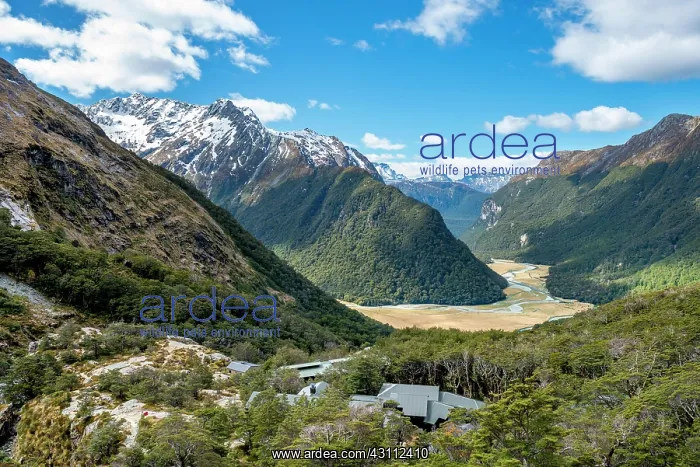: View of the Routeburn Flats with Routeburn Falls : View of the Routeburn Flats with Routeburn Falls