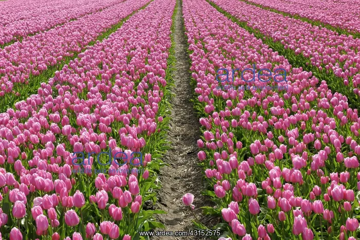  : View on rows of pink tulips in a tulip bolb field