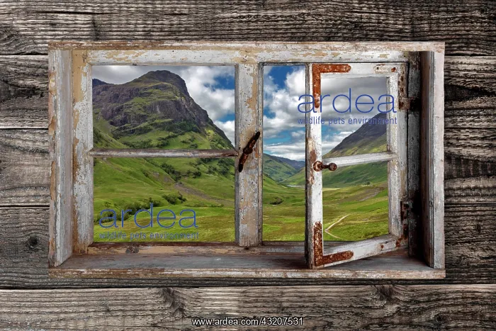 : View through a rustic wooden window into the Glen : View through a rustic wooden window into the Glen