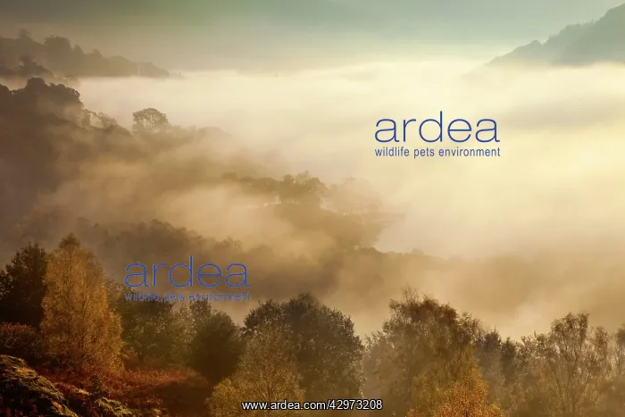 : View of Rydal Water covered in mist from White : View of Rydal Water covered in mist from White
