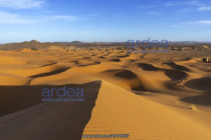 : A view of the sand dunes at Erg Chebbi in Morocco : A view of the sand dunes at Erg Chebbi in Morocco