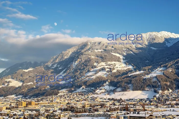 : View of Schwaz, winter, at back Koglmoss, Tyrol : View of Schwaz, winter, at back Koglmoss, Tyrol