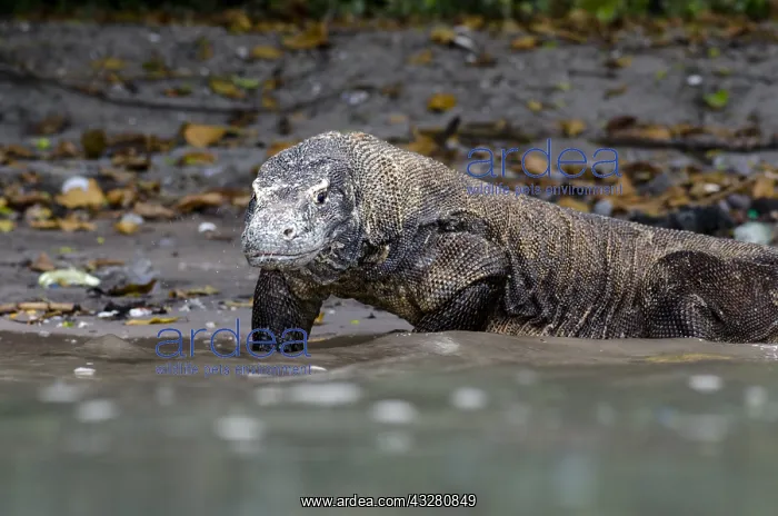 : View from sea of Komodo Dragon - at water's edge : View from sea of Komodo Dragon - at water's edge