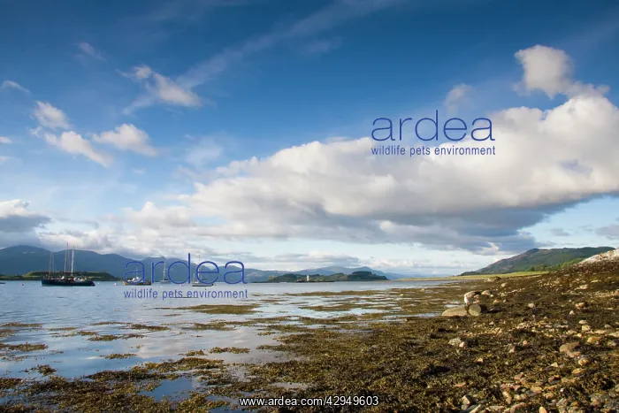 : View across sea loch from Port Appin : View across sea loch from Port Appin