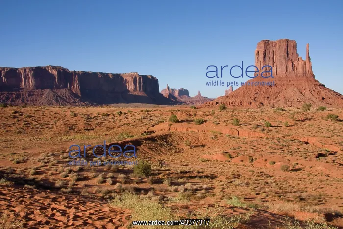 : View of Sentinel Mesa and West Butte in Monument : View of Sentinel Mesa and West Butte in Monument