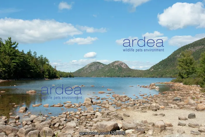 : View from the shore over Jordan Pond towards The : View from the shore over Jordan Pond towards The