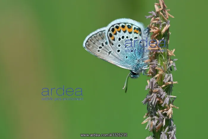 : Side view of Silver-studded Blue (Plebejus argus) resting on flowering grass : Side view of Silver-studded Blue (Plebejus argus) resting on flowering grass