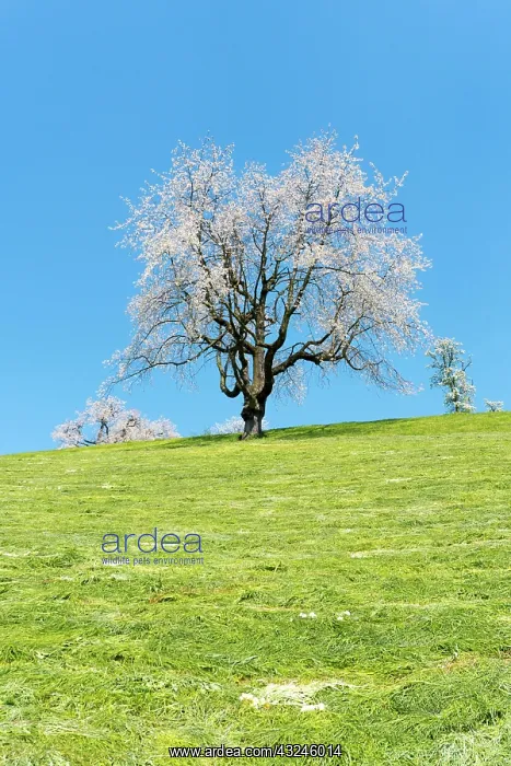 : view of a single cherry tree with white blossoms : view of a single cherry tree with white blossoms