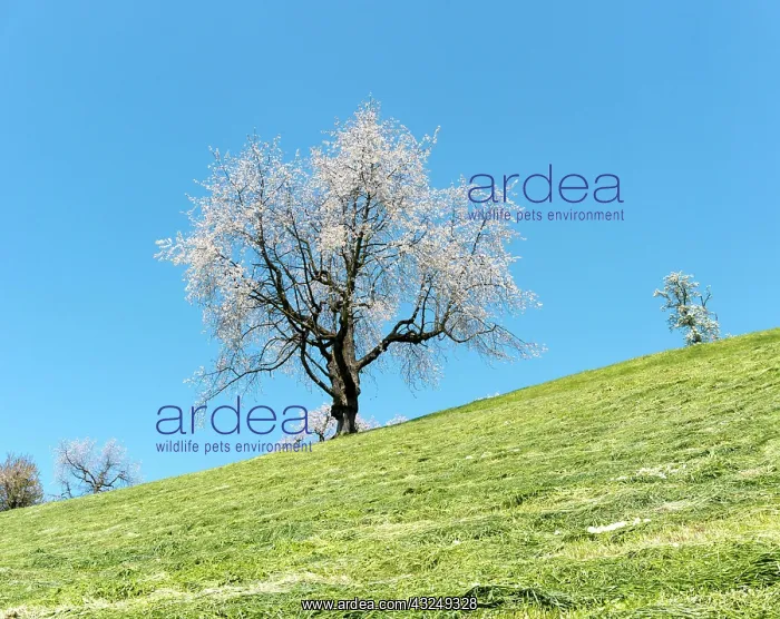 : view of a single cherry tree with white blossoms : view of a single cherry tree with white blossoms