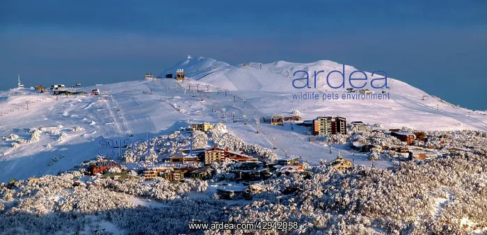 : View of ski runs at Mount Buller ski resort.Mount : View of ski runs at Mount Buller ski resort.Mount