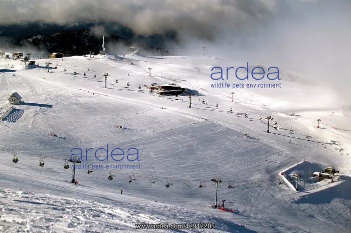 : View of ski runs from summit of Mount Buller in : View of ski runs from summit of Mount Buller in