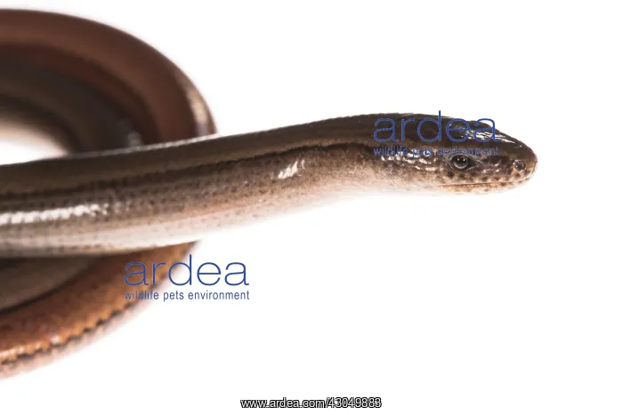 : Side view of slow worm or blindworm (Anguis fragilis) on : Side view of slow worm or blindworm (Anguis fragilis) on