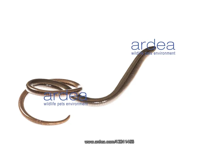 : Side view of slow worm or blindworm (Anguis fragilis) on : Side view of slow worm or blindworm (Anguis fragilis) on