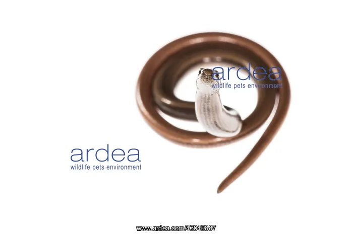 : Front view of slow worm or blindworm (Anguis fragilis) o : Front view of slow worm or blindworm (Anguis fragilis) o