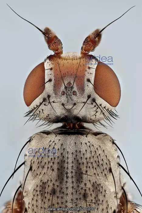 : A top view of a small house fly, the ocelli can : A top view of a small house fly, the ocelli can