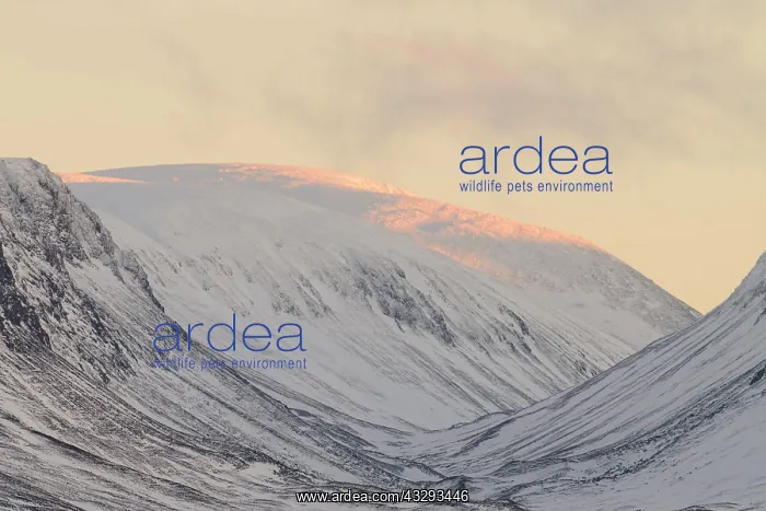 : View of snow-capped mountains at sunset, Lairig : View of snow-capped mountains at sunset, Lairig
