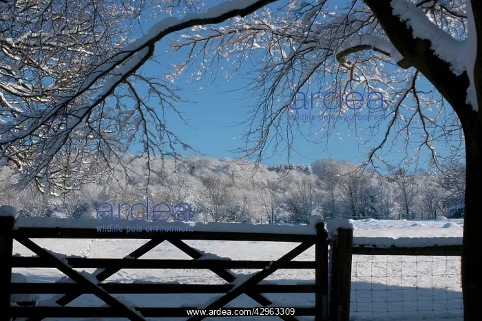 : View of snowy hillside over 5 bar gate framed by : View of snowy hillside over 5 bar gate framed by