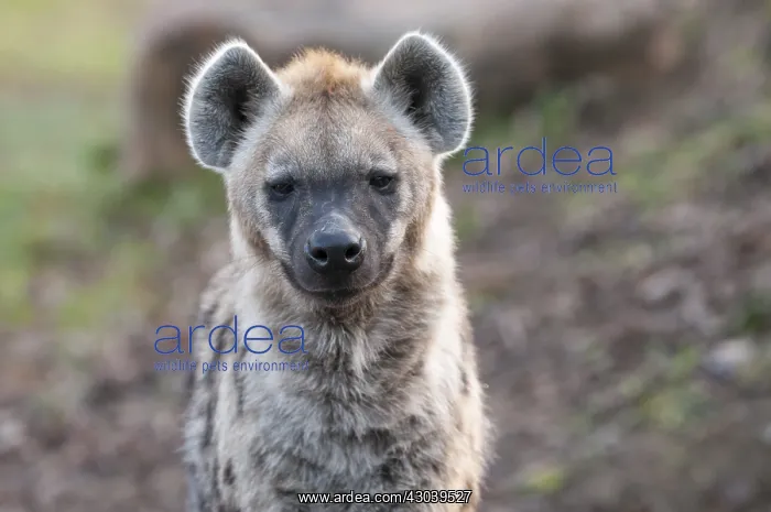 : Front view of spotted hyena (Crocuta crocuta) : Front view of spotted hyena (Crocuta crocuta)