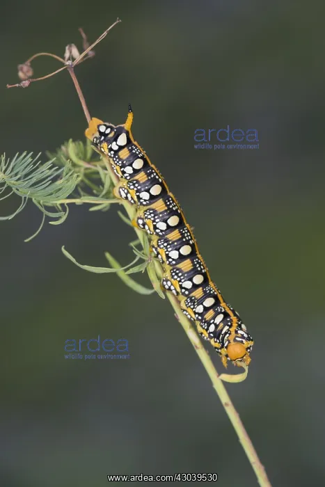 : Side view of spurge hawk-moth, (Hyles euphorbiae) : Side view of spurge hawk-moth, (Hyles euphorbiae)