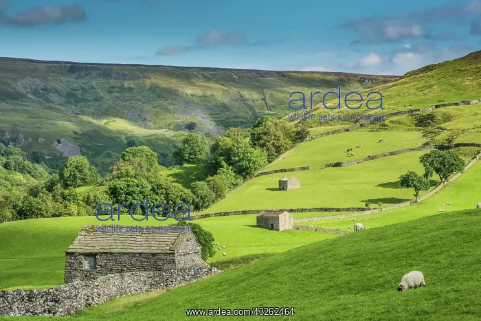 : View of stone barns, dry stone walls and pastures : View of stone barns, dry stone walls and pastures