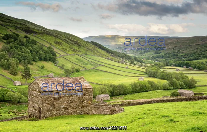 : View of stone barns, fields and dry stone walls : View of stone barns, fields and dry stone walls