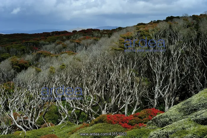 : View of a Sub-antarctic forest : View of a Sub-antarctic forest