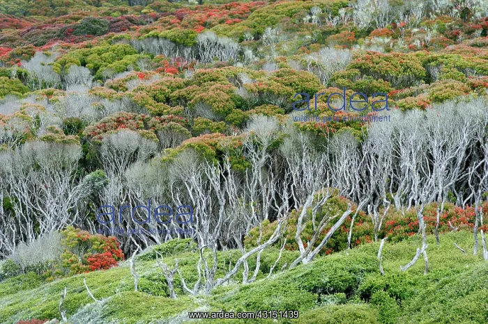 : View of a Sub-antarctic forest : View of a Sub-antarctic forest