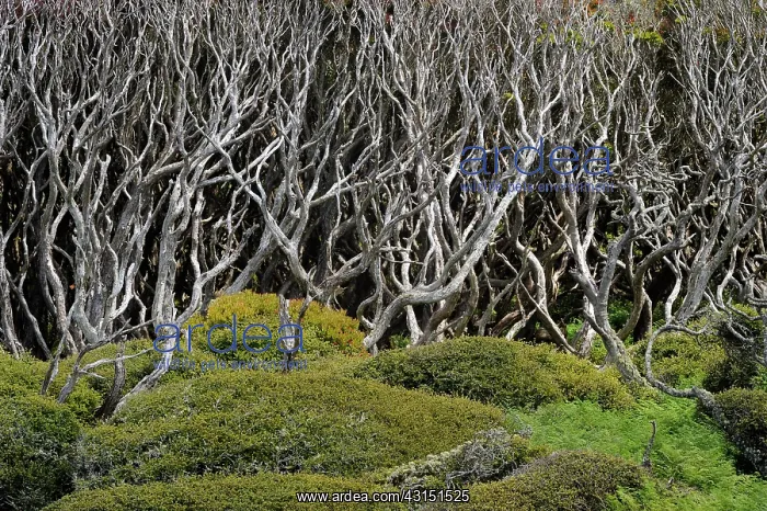: View of a Sub-antarctic forest : View of a Sub-antarctic forest
