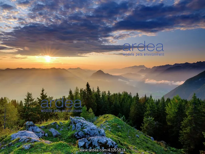 : View at sunrise on alpine panorama, Osterhorn group : View at sunrise on alpine panorama, Osterhorn group