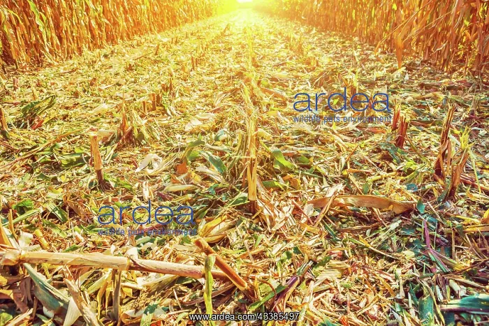 : View on surface of corn field after harvest in evening : View on surface of corn field after harvest in evening