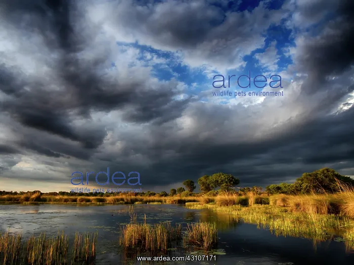: View over the swamps with heavy clouds : View over the swamps with heavy clouds