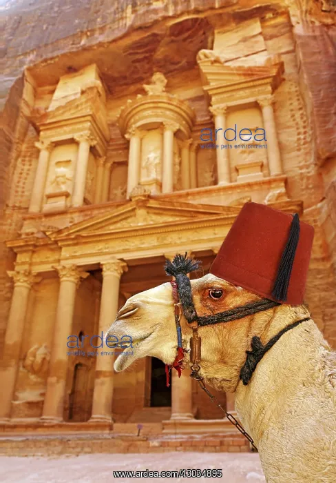 : View of the Treasury, Al-Khazneh, with camels, Petra, Jordan : View of the Treasury, Al-Khazneh, with camels, Petra, Jordan