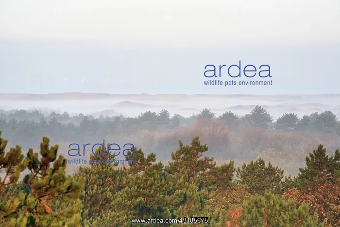 : Top view on trees, dunes and windmills at sea on misty morning : Top view on trees, dunes and windmills at sea on misty morning