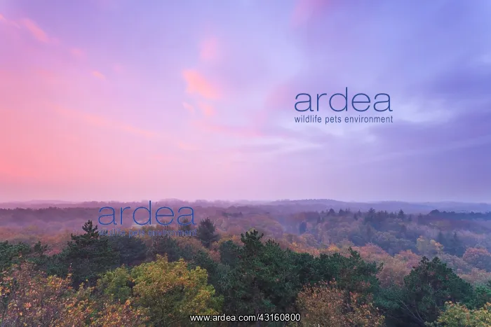 : Top view on treetops with autmun colors in autumn at sunrise : Top view on treetops with autmun colors in autumn at sunrise