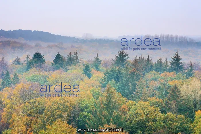 : Top view on treetops with autumn colors in autumn at sunrise : Top view on treetops with autumn colors in autumn at sunrise