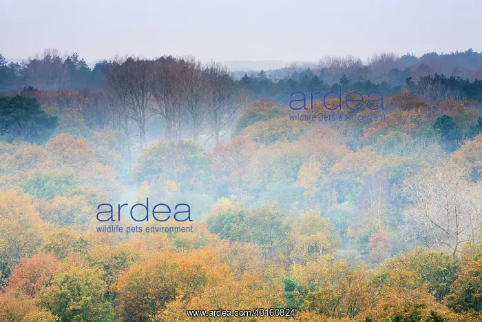 : Top view on treetops with autumn colors in autumn at sunrise : Top view on treetops with autumn colors in autumn at sunrise