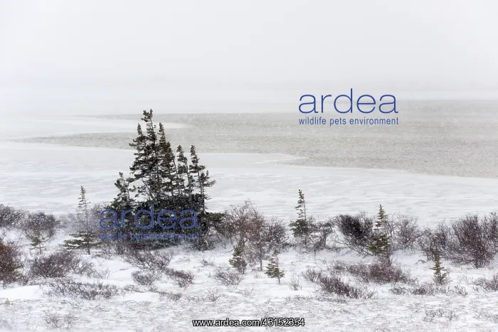 : View over the tundra during a blizzard : View over the tundra during a blizzard
