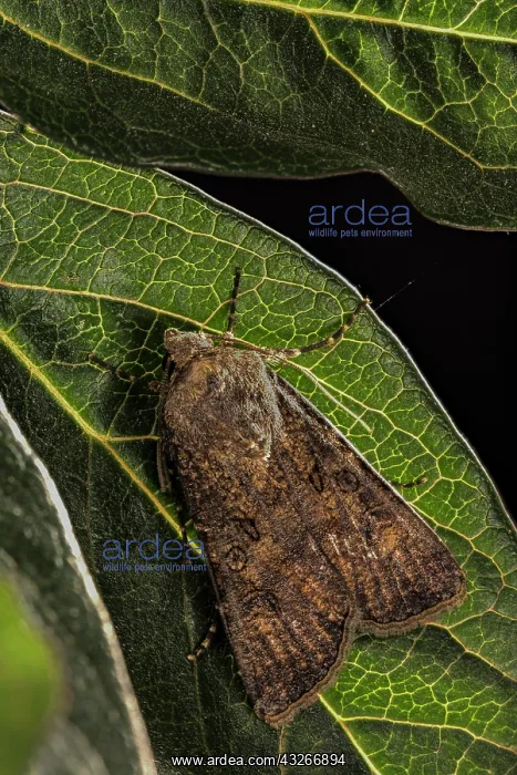 : Top view of Turnip moth (Agrotis segetum) resting : Top view of Turnip moth (Agrotis segetum) resting