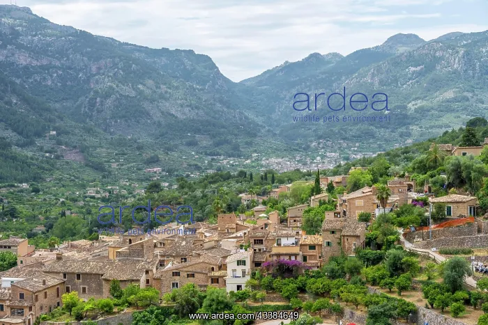 : View over typical houses of the mountain village Fornalutx w : View over typical houses of the mountain village Fornalutx w