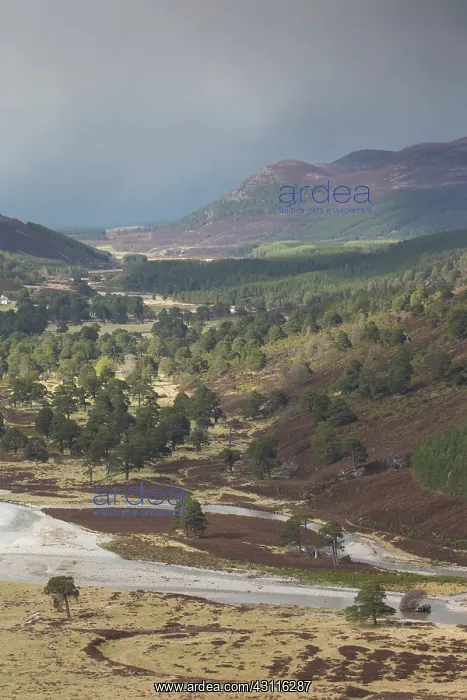 : View along upper Glenfeshie on late winter day : View along upper Glenfeshie on late winter day