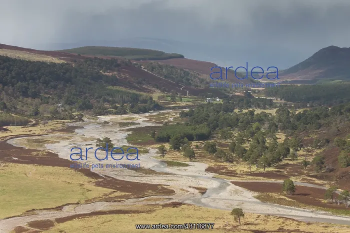 : View along upper Glenfeshie on late winter day : View along upper Glenfeshie on late winter day