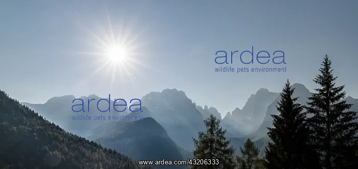 : View from Val Rendena towards the Brenta Dolomites : View from Val Rendena towards the Brenta Dolomites