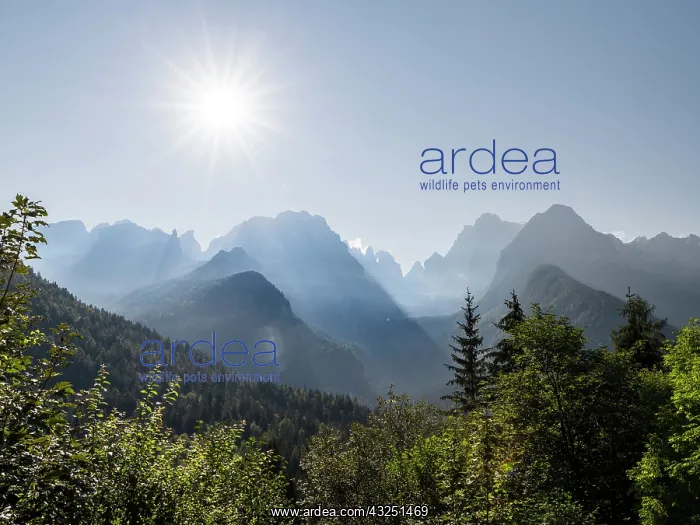 : View from Val Rendena towards the Brenta Dolomites : View from Val Rendena towards the Brenta Dolomites