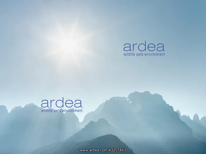 : View from Val Rendena towards the Brenta Dolomites : View from Val Rendena towards the Brenta Dolomites